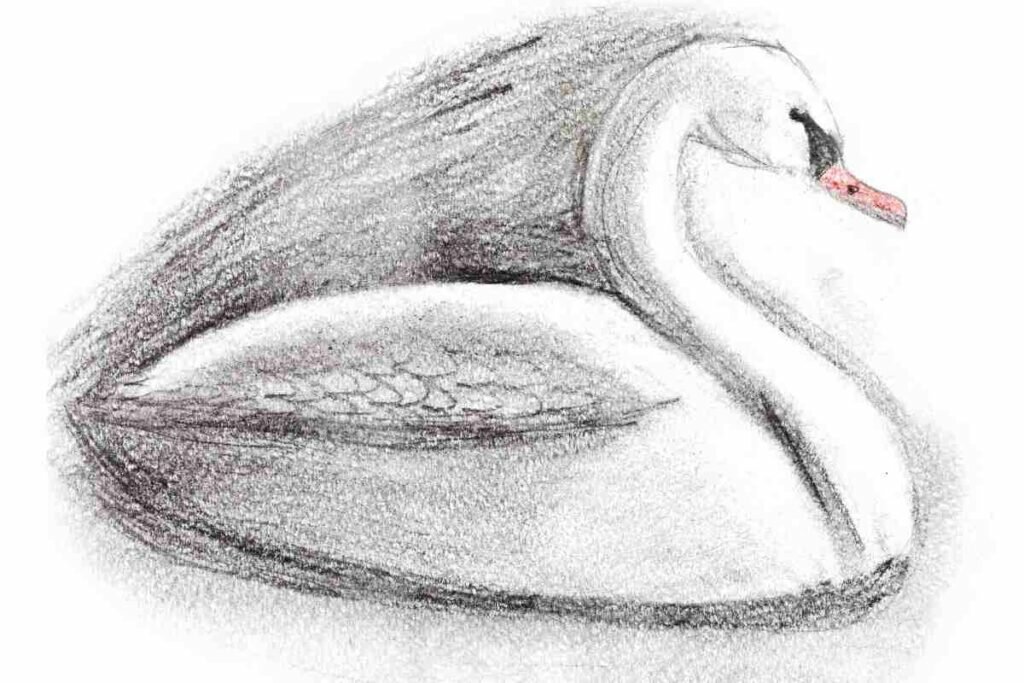 How to Draw a Swan Easy Step by Step Drawing Tutorial